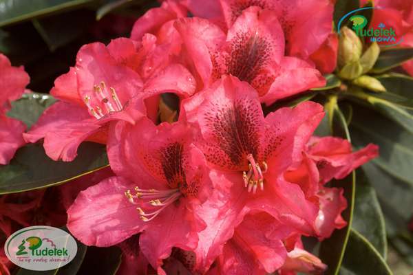 Rhododendron Europa 93